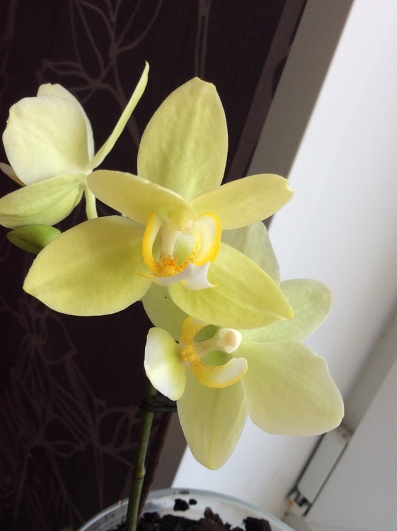 Мои питомцы