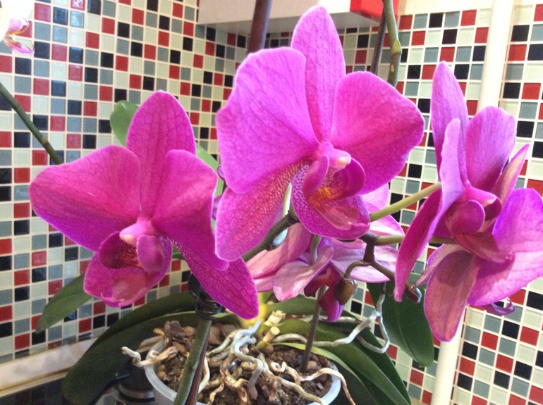 Мои питомцы