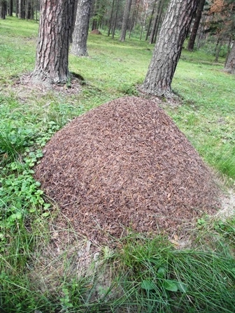 Тематическая неделька о насекомых и прочей мелюзге))