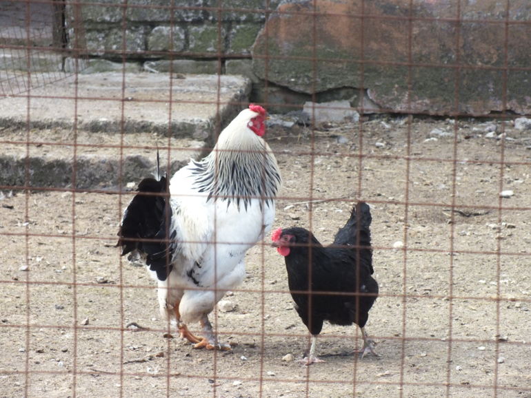 Прогулки с динозаврами) очень много фото