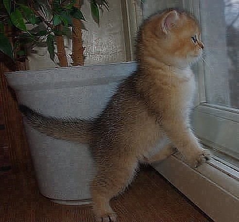 Малыш в домике))))