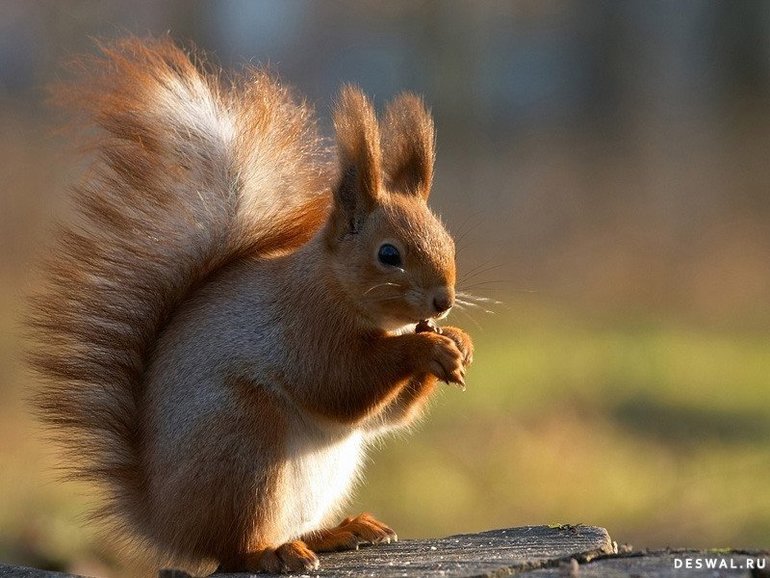 Кормим белочку