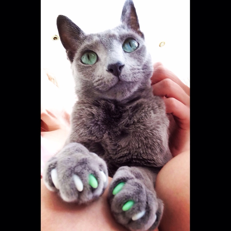 Животные отношения