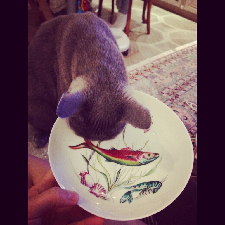 Кот. Человек мой