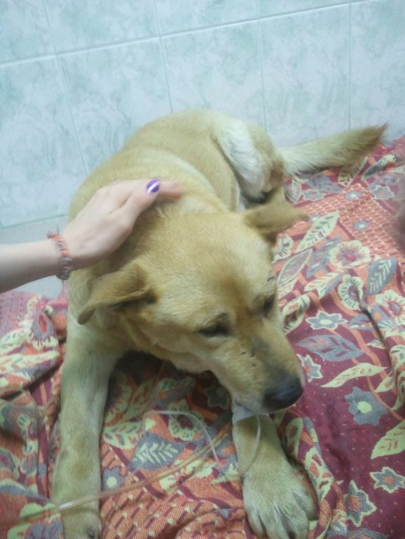 Собаку сбила машина!!! Срочно нужна помощь.