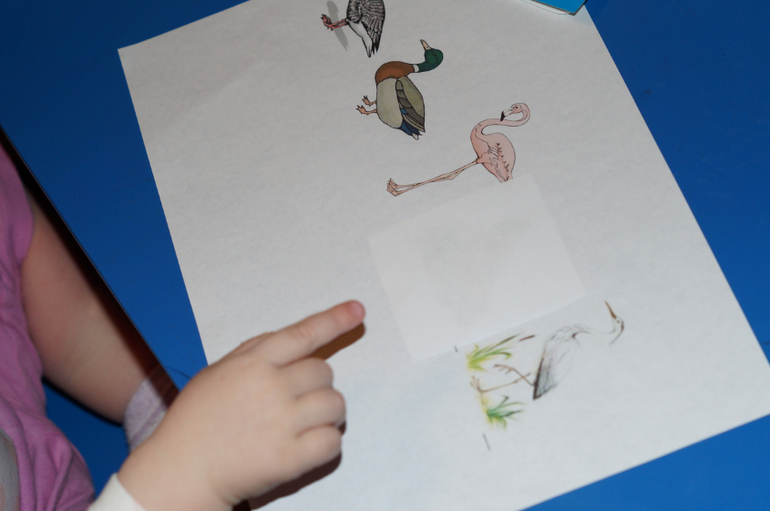 ТЗ Кто живет в пруду?