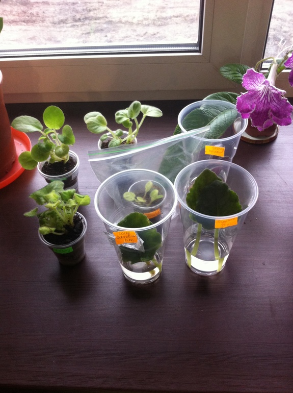 Мой фиалковый детский сад