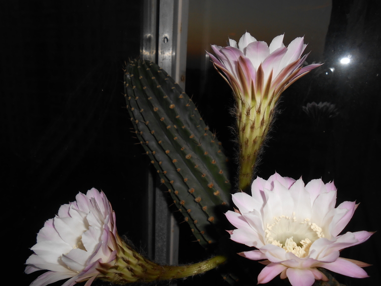 Кактус цветет белыми цветами приметы. Кактус суеверия. Цветение суккулентов приметы. Опунция цветет. Дома.