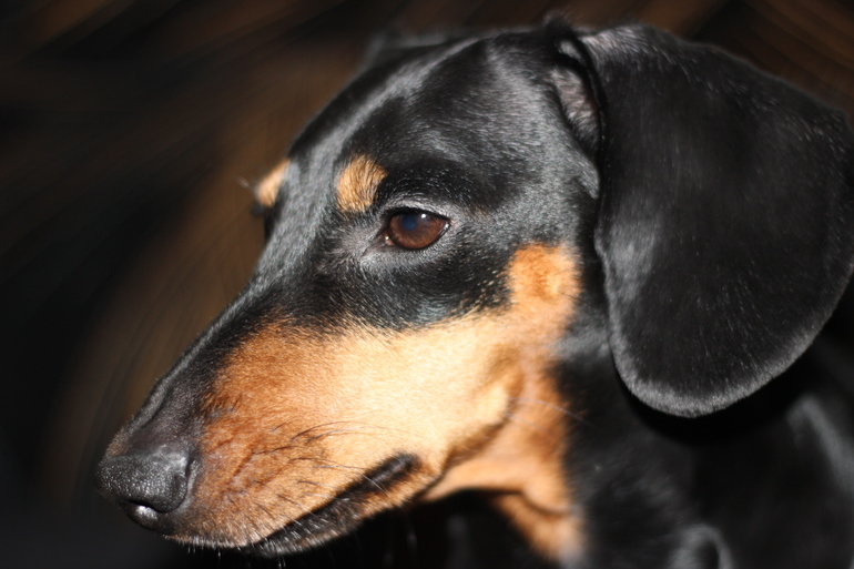 Наша любимка!!!