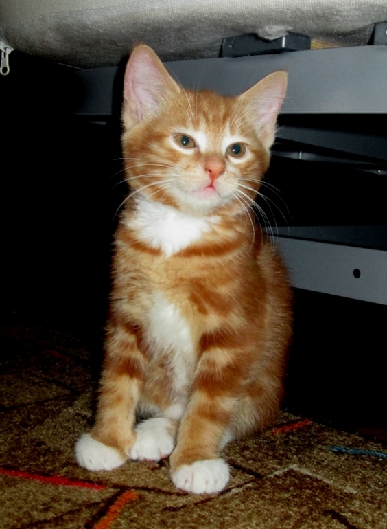 Знакомьтесь! Наш Семушка!