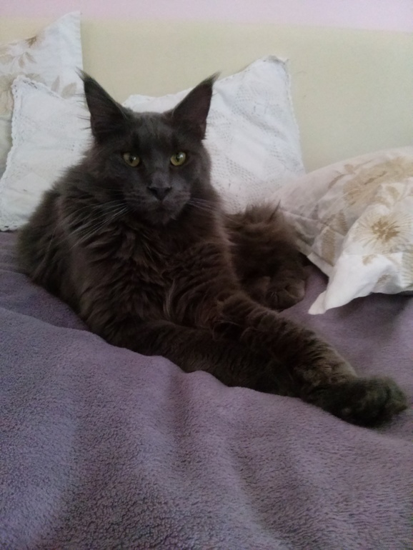 шерсть мейн куна.