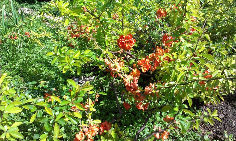 Мысли вслух