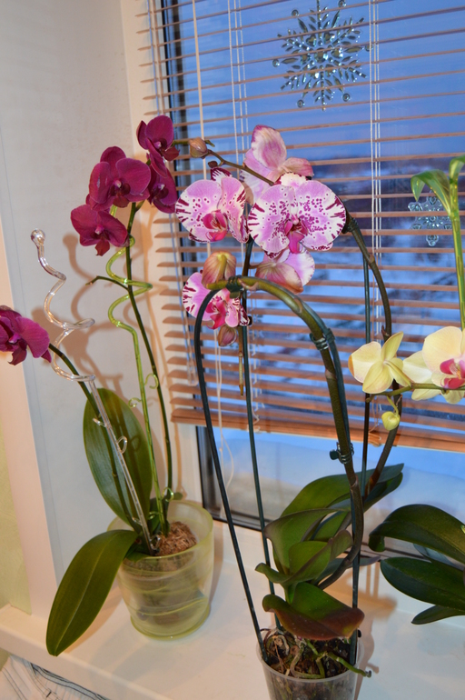 Мои орхочки :)