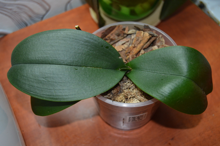 Мои орхочки :)