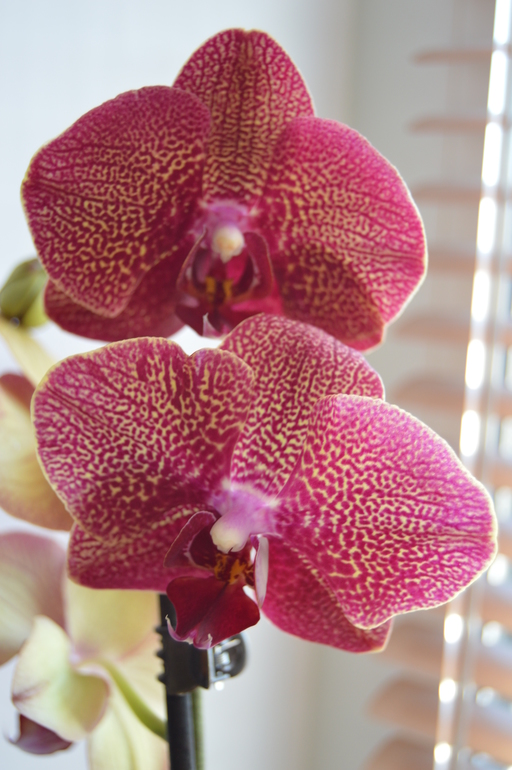 Мои орхочки :)