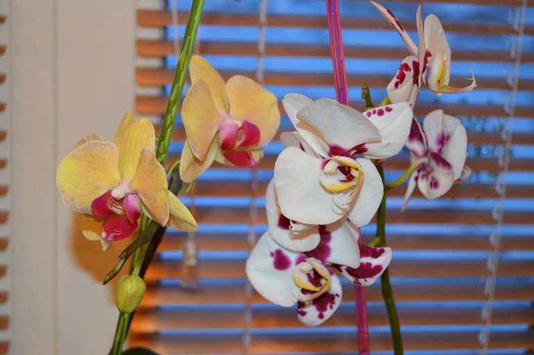 Мои орхочки :)