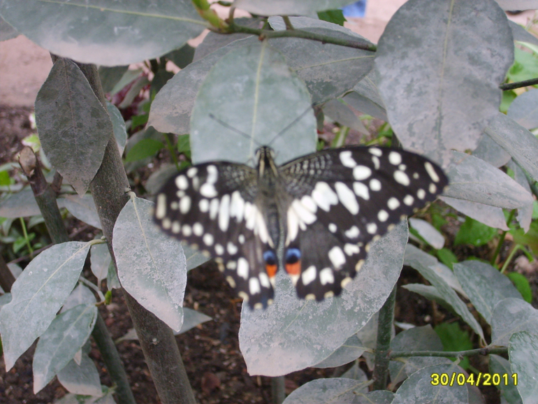 Никитинский ботанический сад.