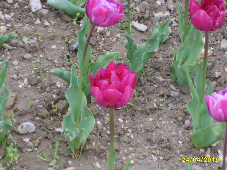 Никитинский ботанический сад.