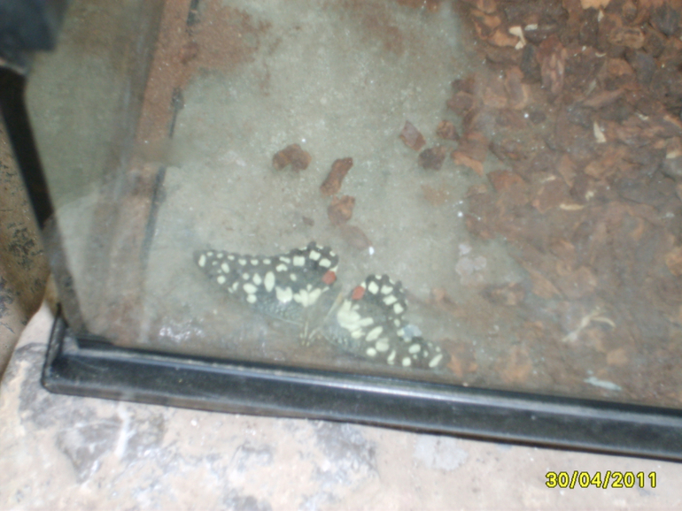 Никитинский ботанический сад.