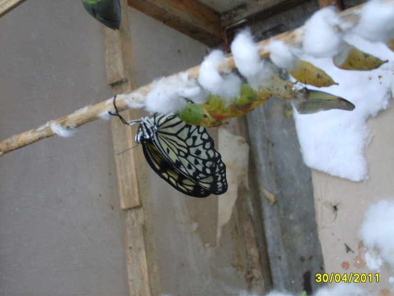 Никитинский ботанический сад.