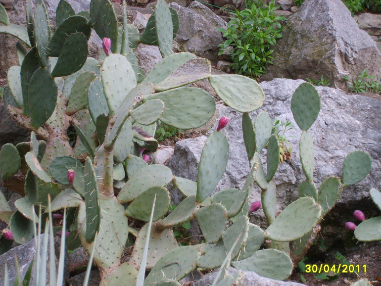 Никитинский ботанический сад.