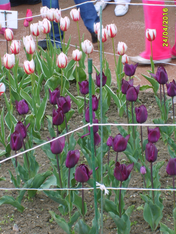 Никитинский ботанический сад.