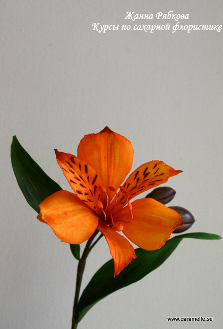 Фотоотчет с курсов по сахарным цветам в г. Уфа)))