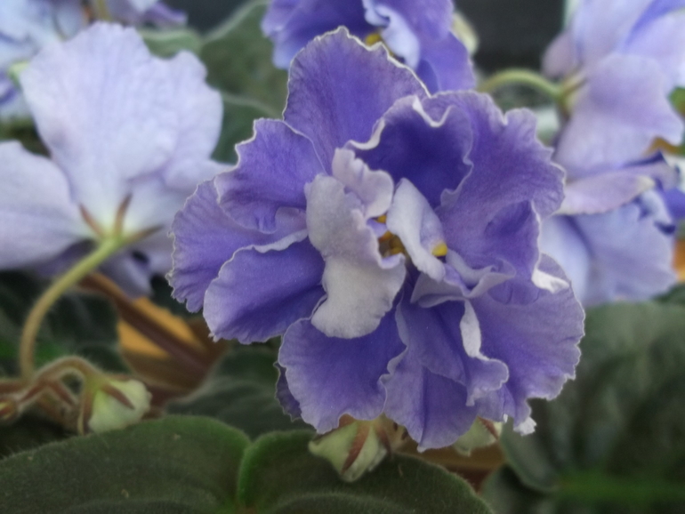 Продам деток , сортовые фиалки.