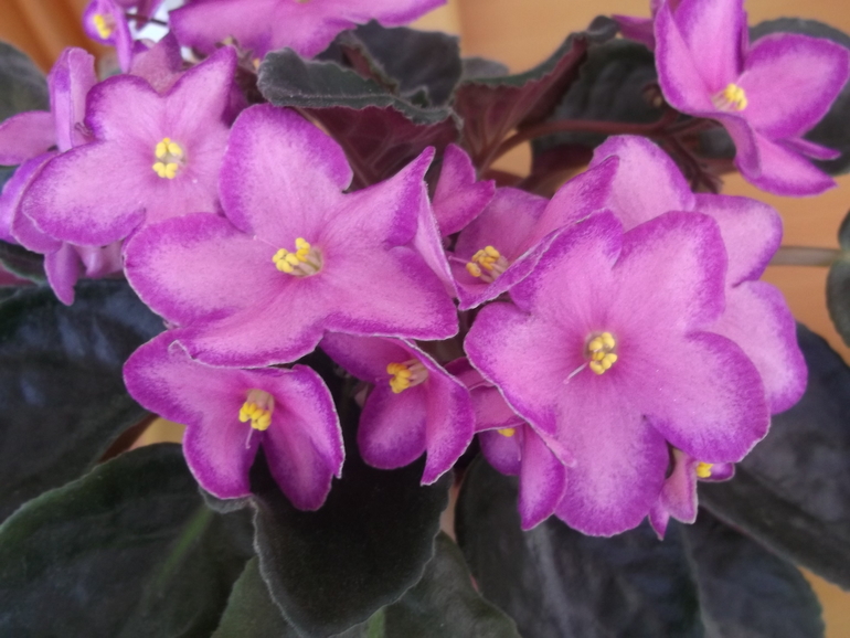 Продам деток , сортовые фиалки.