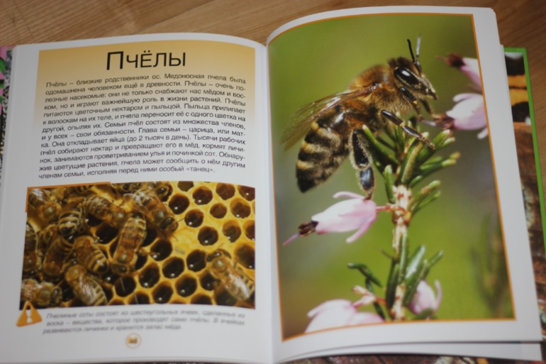 ТЗ Пчела