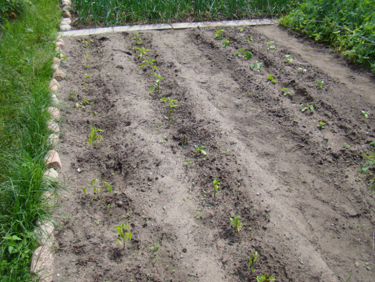 Мой огород( частично)