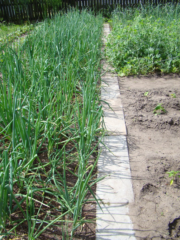 Мой огород( частично)