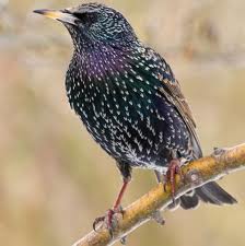 День 4 Тн Весна Здравствуйте птицы