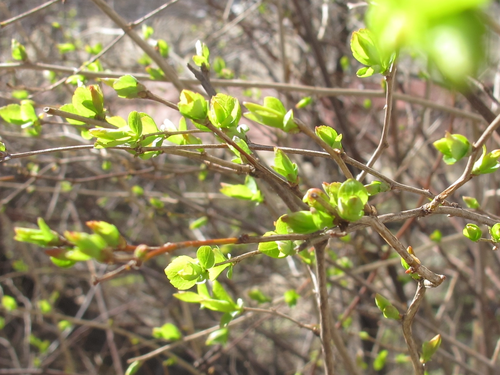 День 3 - Деревья весной