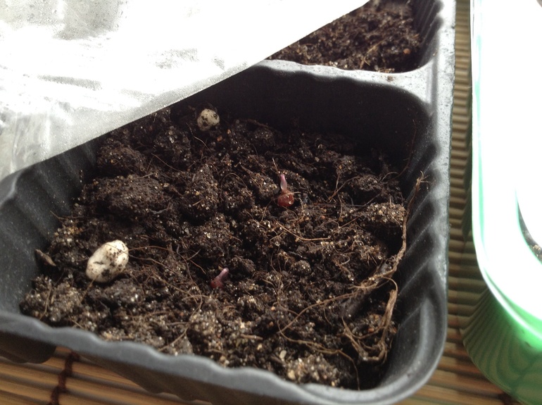 Насмотрелась