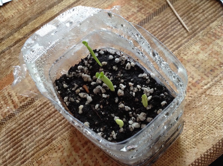 Насмотрелась