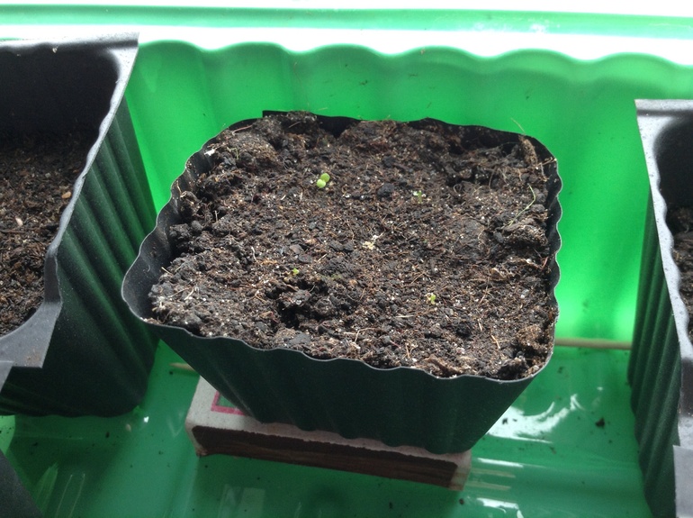 Насмотрелась