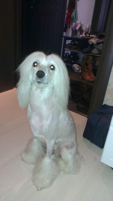 первый опыт с китайкой)