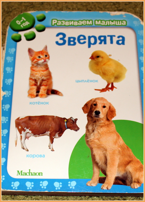 Наша птичья неделя