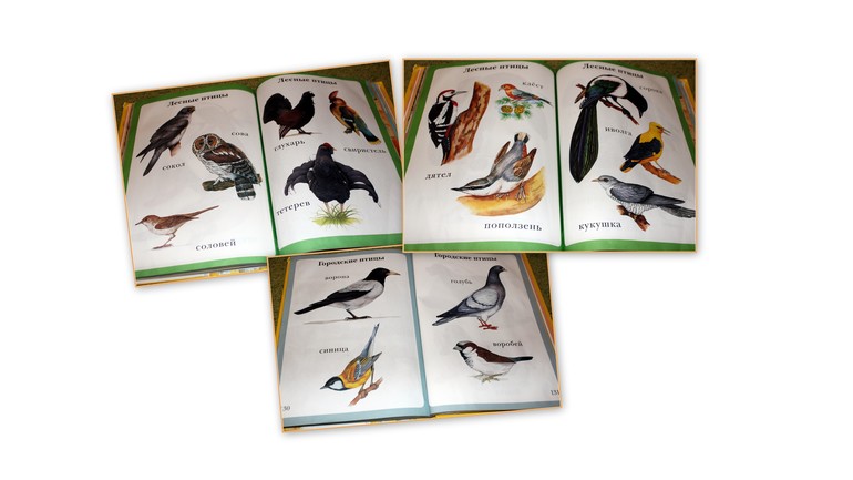 Наша птичья неделя