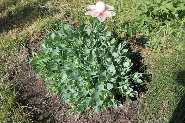 Помогите опознать