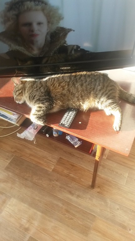 Наш кот Василий