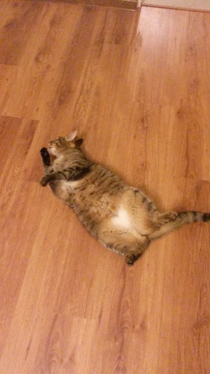 Наш кот Василий