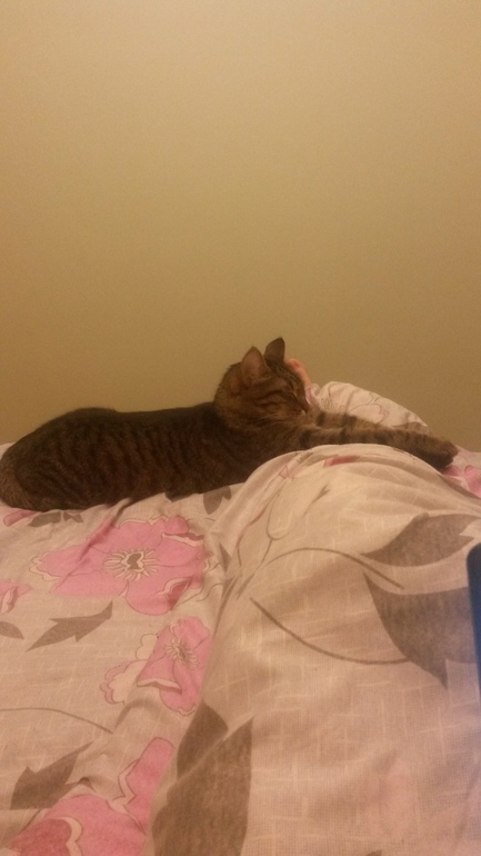 Наш кот Василий