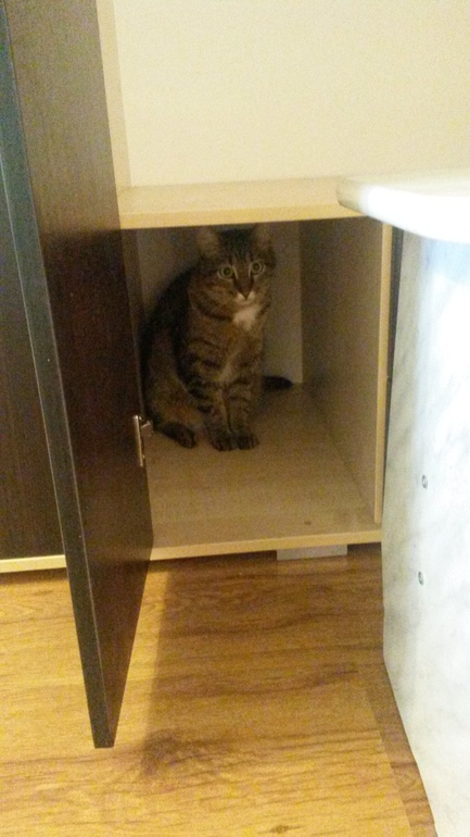 Наш кот Василий