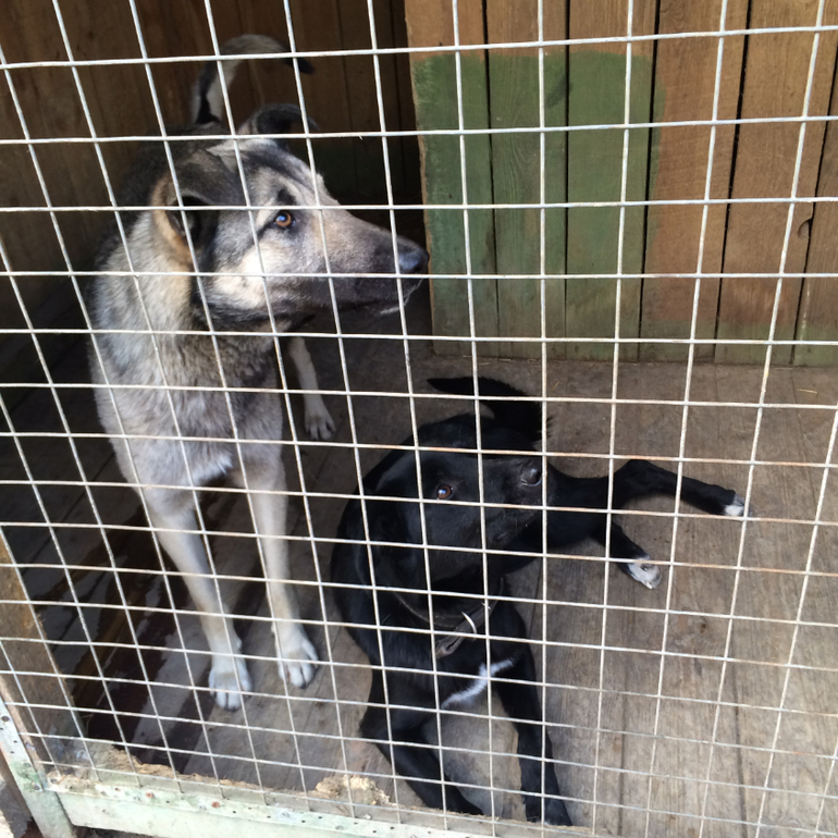 SOS!СРОЧНО ИЩЕМ ХОЗЯИНА!Подарите Хатико(Серому) ДОМ!ПОМОЖЕМ ВСЕМ МИРОМ!Нужен перепост!