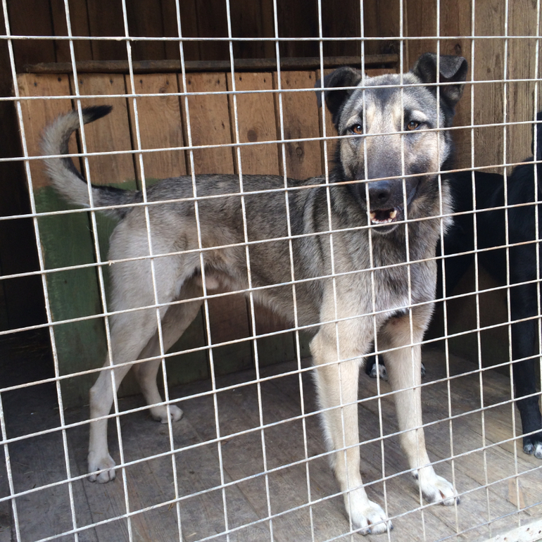 SOS!СРОЧНО ИЩЕМ ХОЗЯИНА!Подарите Хатико(Серому) ДОМ!ПОМОЖЕМ ВСЕМ МИРОМ!Нужен перепост!