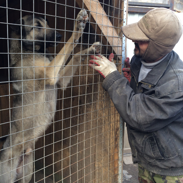 SOS!СРОЧНО ИЩЕМ ХОЗЯИНА!Подарите Хатико(Серому) ДОМ!ПОМОЖЕМ ВСЕМ МИРОМ!Нужен перепост!
