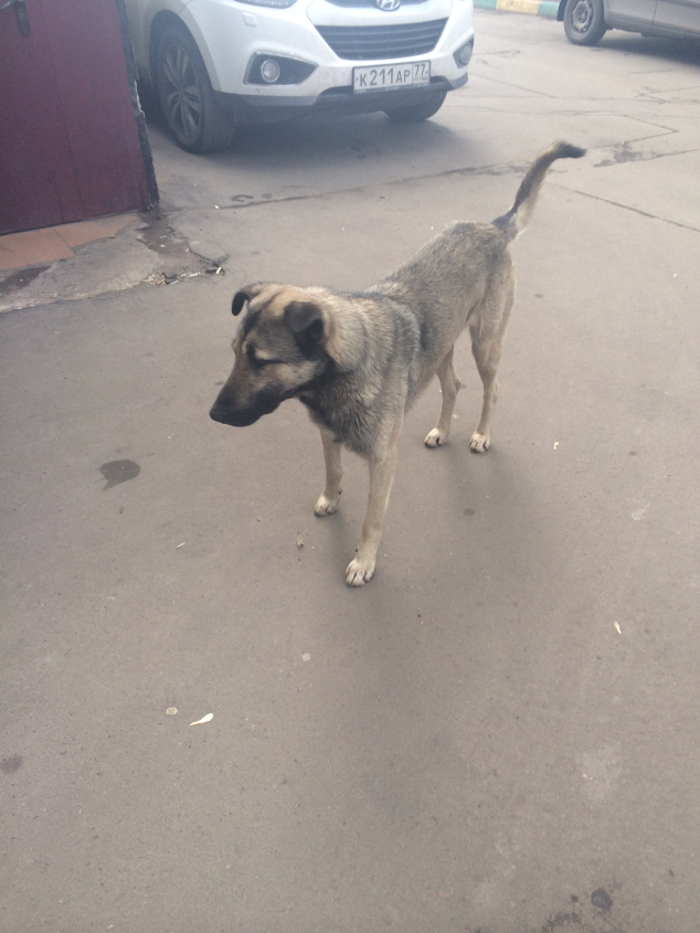 СОС!МОСКВА,ОТЗОВИСЬ!!!! ПРОДОЛЖЕНИЕ ИСТОРИИ ХАТИКО!ПЕРВЫЙ ПРОВАЛ