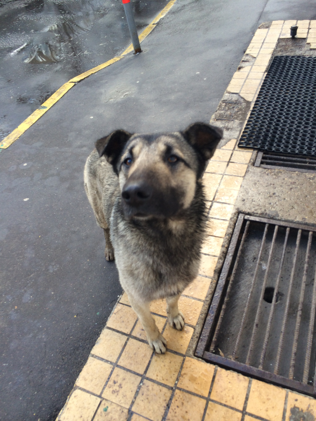 СОС! ИСТОЩЕННЫЙ КОБЕЛЕК ПОГИБАЕТ НА УЛИЦЕ, ПОМОЧЬ ЕМУ НЕКОМУ. НУЖНО ВСЕ - ЛЕЧЕНИЕ, КУРАТОР, ПЕРЕДЕРЖКА!!!